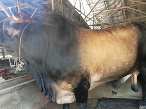 Jokowi Sumbang 1 Ekor Sapi Jumbo untuk Masjid Agung Medan saat Idul Adha