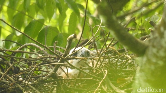 Seekor anak burung Garuda atau anak Elang Jawa kembali lahir di kawasan Gunung Gede Pangrango.