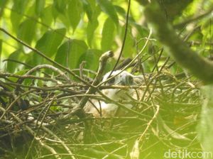 Anak Garuda Kembali Menetas di Kawasan Gunung Gede Pangrango