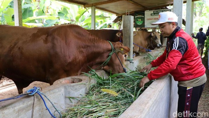 showroom sapi kurban ponorogo