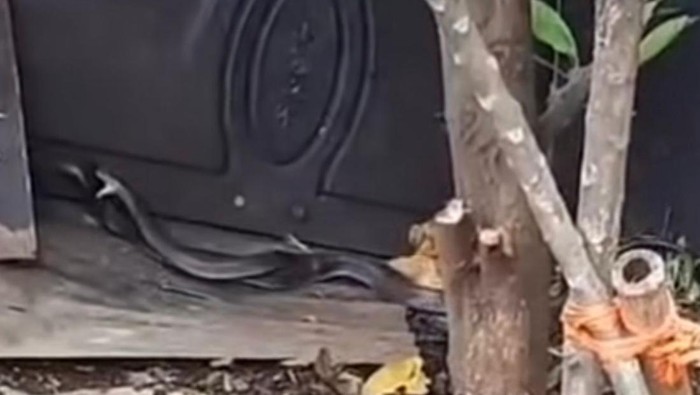 Tangkapan layar video ular kobra kawin di Depok.