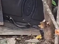 Viral! Sepasang Ular Kobra Kawin Jadi Tontonan Sekeluarga di Depok