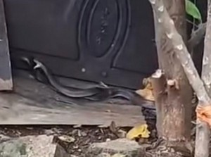 Heboh Ular Kobra Kawin Jadi Tontonan Warga di Depok, Begini Ceritanya