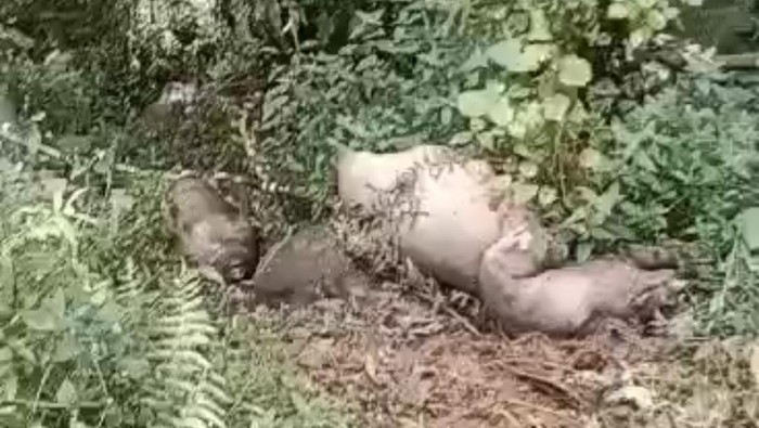 Temuan bangkai babi di Toraja Utara.