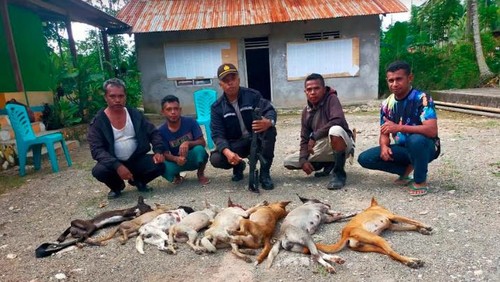 Tim gabungan melakukan eliminasi terhadap sejumlah anjing yang diduga tertular rabies di Desa Fenun, Kecamatan Amanatun Selatan, TTS, NTT, Kamis (15/6/2023). (istimewa).