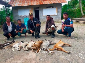 KLB Rabies, Anjing Liar di TTS Dieliminasi