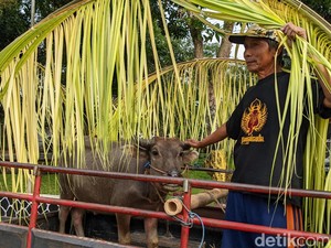 Melihat Kirab Kerbau Jelang Tradisi Nyadran Dam Bagong Trenggalek