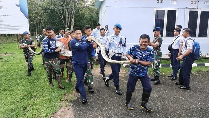 Ular piton 5,5 meter masuk ke Mako Lanud HLO Kendari, Konawe Selatan, Sultra.
