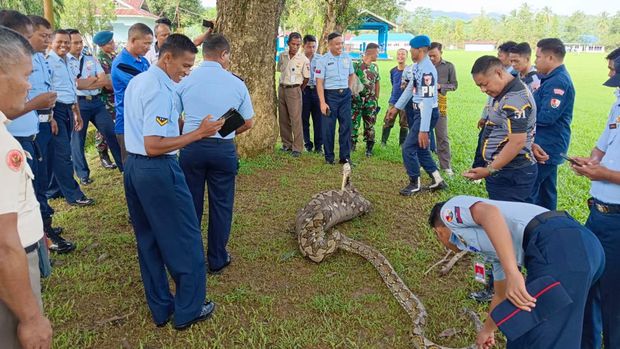 Ular piton 5,5 meter masuk ke Mako Lanud HLO Kendari, Konawe Selatan, Sultra.