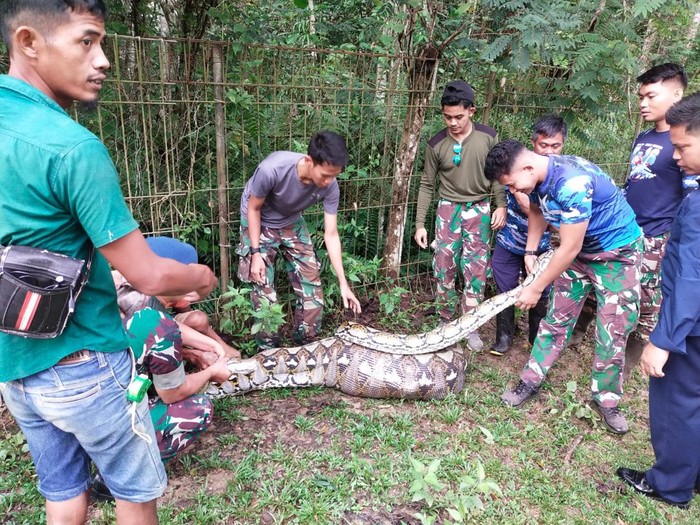 Ular piton 5,5 meter masuk ke Mako Lanud HLO Kendari, Konawe Selatan, Sultra.
