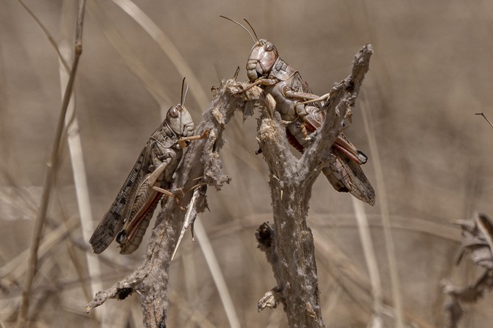 (FILES) Locusts feed on grassland during a locusts swarm at Kandali area in Sholgara district, Balkh province, on June 4, 2023. Hundreds of thousands of locusts have descended on crops in northern Afghanistan, under the helpless gaze of farmers and their families already stalked by famine. (Photo by Wakil KOHSAR / AFP)
