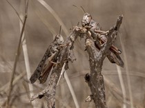 Nama Organ Gerak Belalang dan Morfologinya, Apa Saja?