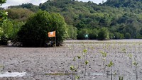 Program penanaman Mangrove yang sudah dimulai sejak tahun 2022 lalu, setidaknya sudah total 3 hektar lahan di Kali Terang yang ditanami 30.000 bibit mangrove. Program rehabilitasi mangrove ini dilakukan dengan berbagai tahapan untuk memastikan bahwa lokasi dan penerima manfaat adalah target yang tepat.