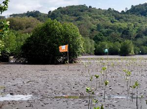 Pemerintah Mau Ngutang Rp 2,1 T ke Bank Dunia Buat Mangrove, Dikritik DPR