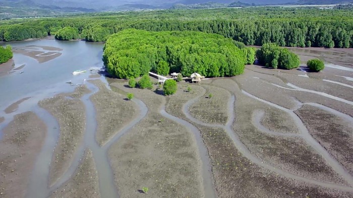 Aksi Nyata Selamatkan Lingkungan Guna melanjutkan rehabilitasi mangrove di Golo Sepang, Nusa Tenggara Timur, sebanyak 2 hektar lahan disiapkan untuk tanam 20.000 bibit mangrove.