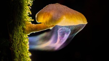 Finalis Landscapes, Waterscapes, and Flora: Liu Yang. Adegan spora yang memukau, namun mematikan. Jamur pembentuk jamur yang cantik ini ( Armillaria novae-zelandiae ) adalah anggota dari keluarga Physalacriaceae — salah satu dari tiga spesies Armillaria yang berasal dari Selandia Baru. Spesies yang sangat invasif ini sering ditemukan pada kayu yang membusuk dan mampu menyebabkan busuk akar pada tanaman yang bersentuhan dengannya. Foto: BigPicture Photography Competition