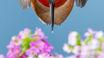 Finalis Winged Life: Robert Dodson. Kolibri Rufous ( Selasphorus rufus ) terkenal karena serangan tanpa henti mereka pada bunga dan burung kolibri lainnya, tetapi di sini kita bisa melihat jeda selama penerbangan. Perspektif yang tidak biasa ini memungkinkan kita untuk melihat sisi yang lebih lembut dari spesies yang panjang namun perkasa ini. Foto: BigPicture Photography Competition