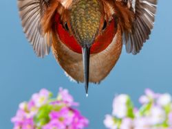 Karya Jawara Kontes Foto Alam yang Bikin Terkesima