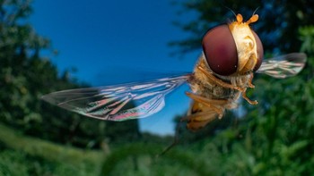 Finalis Winged Life: Takuya Ishiguro. Bahkan dari dekat, jelas terlihat mengapa lalat terbang Jepang ( Monocromia pleuralis ) sering disalahartikan sebagai lebah madu atau tawon; namun, seperti namanya, mereka adalah anggota keluarga lalat. Dihipotesiskan bahwa mereka telah berevolusi menyerupai lebah dan tawon sebagai bentuk perlindungan, tetapi mereka memiliki kesamaan dengan yang mirip: mereka adalah penyerbuk yang luar biasa, menjadikannya bagian integral dari ekosistem lokal mereka. Foto: BigPicture Photography Competition