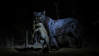 Finalis Terrestrial Wildlife: Leighton Lum.  Sekilas luar biasa dari spesies yang sudah sulit ditangkap: Hanya 11% macan tutul dunia memiliki bulu hitam (melanisasi), dan bahkan lebih kecil kemungkinannya untuk menemukan macan tutul seperti itu di Afrika. Beruntung bagi kami, fotografer ini—dengan bantuan pemandu ahlinya—memiliki keterampilan yang diperlukan untuk mengabadikan pemandangan yang tidak terduga dari perburuan yang sukses ini dalam kegelapan total.  BigPicture Photography Competition