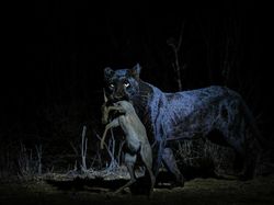 Karya Jawara Kontes Foto Alam yang Bikin Terkesima