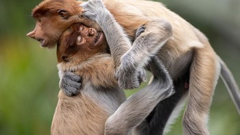 Finalis Terrestrial Wildlife: Daniel Valverde.  Menunjukkan perilaku yang terlalu manusiawi, bekantan ( Nasalis larvatus ) memeluk monyet lain setelah mencegahnya jatuh dari pohon. Endemik di hutan Kalimantan, hewan yang sangat sosial ini berada di ambang kepunahan, membuat pelukan mereka semakin menyayat hati. Foto: BigPicture Photography Competition