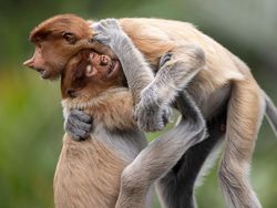 Karya Jawara Kontes Foto Alam yang Bikin Terkesima