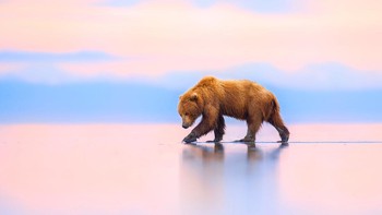 Finalis Terrestrial Wildlife: Torey Hilley. Aksi beruang coklat Semenanjung Alaska ( Ursus arctos gyas ).  Foto: BigPicture Photography Competition