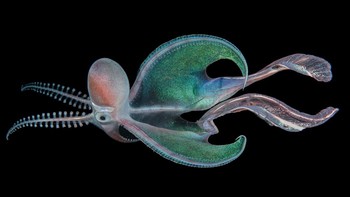 Finalis kategori Aquatic Life: Heng Cai. Gurita selimut, dinamai demikian karena anyaman transparan yang menghubungkan ke lengan betina. Gurita selimut ( Tremoctopus violaceus ) adalah cephalopoda yang aneh. Mereka menunjukkan salah satu tampilan dimorfisme ukuran seksual yang paling ekstrem di alam, dengan betina, seperti yang digambarkan di sini, panjangnya mencapai hampir 6 kaki — sementara jantan hanya tumbuh hingga satu inci. Foto: BigPicture Photography Competition