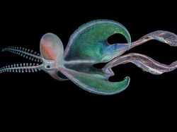 Karya Jawara Kontes Foto Alam yang Bikin Terkesima