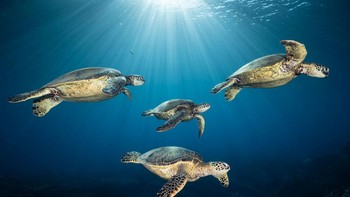 Finalis kategori Aquatic Life: Renee Capozzola. Empat penyu hijau ( Chelonia mydas ) berenang dengan tenang di perairan Maui. Meskipun tidak biasa melihat mereka di perairan Hawaii, tempat mereka berkembang biak berkat perlindungan yang ketat, sangat jarang melihat lebih dari dua berenang bersama. Penyu hijau pada dasarnya adalah makhluk soliter begitu mereka mencapai usia dewasa, berpasangan hanya sebentar untuk pacaran dan berkembang biak. Foto: BigPicture Photography Competition