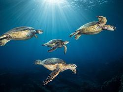 Karya Jawara Kontes Foto Alam yang Bikin Terkesima