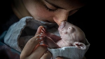 Pemenang kategori Human/Nature: Douglas Gimesy. Diterangi oleh cahaya alami, seorang mahasiswa kedokteran hewan membuai dan mencium seekor wombat biasa ( Vombatus ursinus ) berumur empat bulan yang baru diselamatkan bernama Maude. Bayi wombat, dengan hidungnya yang sangat sensitif, sangat menyukai kontak yang begitu dekat. Terlepas dari namanya, jumlah wombat seperti Maude sedang menurun, menjadikan foto ini sebagai pengingat yang lebih gamblang akan peran kita yang lebih besar dalam kelangsungan hidup spesies mereka Foto: BigPicture Photography Competition