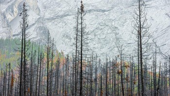 Pemenang kategori Landscapes, Waterscapes, and Flora diraih Miquel Angel Artús Illana.  Pada 2015, kebakaran di Taman Nasional Jasper mengharuskan hampir seratus orang dievakuasi dan akhirnya meluas hingga beberapa ribu hektar; berbulan-bulan kemudian, fotografer ini kembali ke situs tersebut dan terkesan dengan ketangguhan kawasan tersebut. Meskipun dasar berbatu di lereng gunung memberikan ilusi bahwa pohon cemara masih menyala, dedaunan yang rimbun memastikan bahwa ini adalah taman yang sedang dalam pemulihan—tetapi untuk berapa lama? Foto: BigPicture Photography Competition