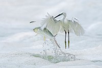 BigPicture Photography Competition 2023