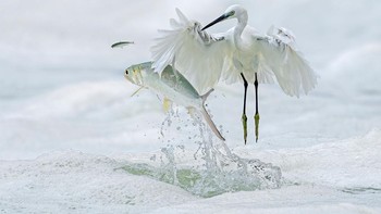 Pemenang kategori Winged Life diraih Lin Xiaoping. Kota Xiamen adalah rumah bagi ribuan kuntul, sehingga mendapat julukan pulau kuntul. Sepintas lalu, gambar yang ditangkap di sana tampak seperti foto sederhana burung kuntul yang mendapatkan lompatan kejutan dari calon santapannya. Kemudian, saat yang menyenangkan — makanan itu mengejar makanannya sendiri! Foto: BigPicture Photography Competition