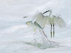 Karya Jawara Kontes Foto Alam yang Bikin Terkesima