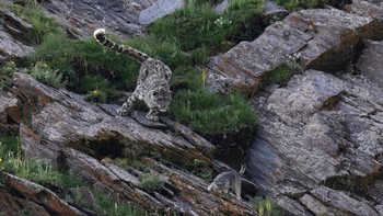 Pemenang kategori Terrestrial Wildlife: Donglin Zhou. Adegan langka menunjukkan macan tutul salju ( Panthera uncia ) dan kucing Pallas ( Otocolobus manul ) keduanya terlibat dalam perjuangan untuk bertahan hidup. Sungguh luar biasa melihat mereka bersama-sama tetapi terutama dalam kondisi ini, karena mereka biasanya tidak aktif di siang hari. Sayangnya kucing Pallas ini memilih waktu yang tidak tepat berburu pika untuk anak kucingnya, dan yang lebih disayangkan lagi, kucing ini tidak dapat berlari lebih cepat dari macan tutul yang bertubuh kekar. Fotografer ini, dengan izin dari pemerintah setempat memberi makan anak Pallas sampai kucing-kucing itu dapat menjaga dirinya sendiri. Foto: BigPicture Photography Competition