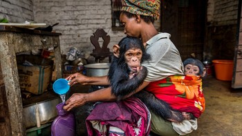 Finalis Human/Nature: Markus Westberg. Seorang pekerja perawatan Kongo membungkus dua simpanse yang diselamatkan ( Pan troglodytes ) seperti yang dia lakukan pada anak-anaknya sendiri. Fotografer ini menghabiskan beberapa minggu bekerja di dalam dan sekitar Taman Nasional Kahuzi-Biega, termasuk di Suaka Primata Lwiro terkait, di mana lebih dari 100 simpanse yang diselamatkan diberi kesempatan kedua untuk hidup. Hasil kali ini adalah foto luar biasa yang tidak hanya menarik hati sanubari, tetapi juga mengingatkan kita bahwa kita lebih mirip daripada berbeda. Foto: BigPicture Photography Competition