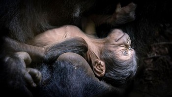 Finalis Terrestrial Wildlife: Tomasz Szpila. Menangkap gambar gorila gunung ( Gorilla beringei beringei ) berumur seminggu bukanlah hal yang mudah, karena induknya sangat melindungi keturunannya dan jumlah gorila tersebut secara umum telah menyusut. Setelah mengamati keluarga gorila ini dari kejauhan selama berhari-hari, kesempatan untuk memotret bayi yang baru lahir muncul dengan sendirinya, menghasilkan pengingat yang sungguh-sungguh akan keindahan dan kerapuhan alam. Foto: BigPicture Photography Competition