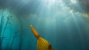 Pemenang kategori Aquatic Life: Kate Vylet. Bulu babi sering difitnah penyebab paling nyata hilangnya hutan rumput laut, melahap alga, dan mengganti hutan subur dengan gundul bertabur duri. Namun dalam foto ini kita melihat bagaimana bulu babi termasuk dalam hutan rumput laut seperti halnya rumput laut itu sendiri; lebih penting lagi, mereka memainkan peran penting sebagai detritivor — memakan ganggang mati dan memberi makan kehidupan laut yang lebih tinggi di rantai makanan. Pada akhirnya, bulu babi mencoba bertahan hidup di lautan yang berubah seperti rumput laut; hilangnya rumah hutan kelp mereka adalah konsekuensi dari perubahan iklim yang juga mereka derita. Foto: BigPicture Photography Competition