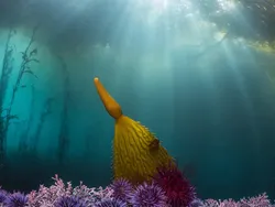 Karya Jawara Kontes Foto Alam yang Bikin Terkesima