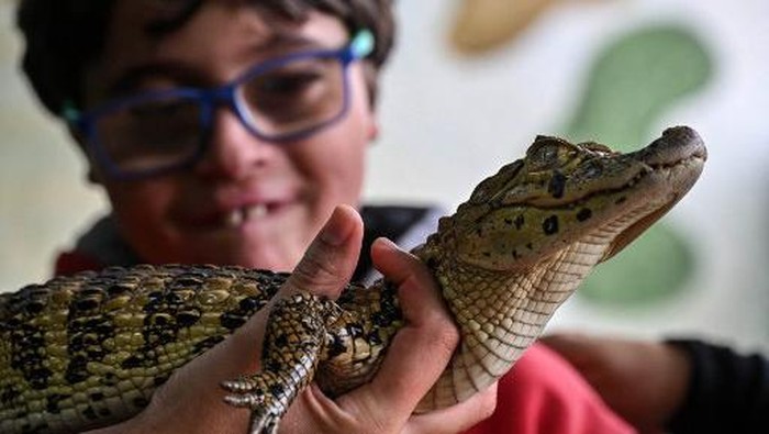 David de Oliveira Gomes attends a therapy session with reptiles at the Walking Equotherapy Clinic in Sao Paulo, Brazil, on May 30, 2023. In this clinic, patients with autism and other disorders receive an atypical reptile treatment that helps them to relax and improve, for example, their communication skills. (Photo by Nelson ALMEIDA / AFP)