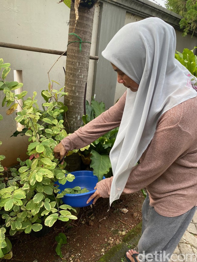 Ecoprint bukan batik, ini adalah seni meletakkan daun di atas kain, ujar Nuning. Mengawali proses pembuatan, ibu tiga anak itu mengumpulkan dedaunan dan bunga yang tumbuh di halaman rumahnya. “Kulit kayu yang terkelupas juga bisa,” tambahnya. (Foto: Daniel Ngantung/detikcom)