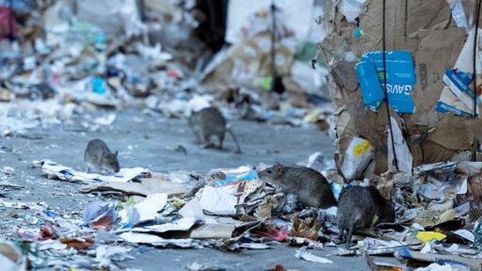 FRANCE-ENVIRONMENT-RECYCLING This photograph taken on January 10, 2023 shows rats wandering around the collected trash at the Syctom waste management company in Paris. The huge bales are stacked by material: paper, brown cardboard, light, dark plastic, plastic films. At the Batignolles household waste sorting center in the west of Paris, we are ahead of the rest of the country. (Photo by Thomas SAMSON / AFP)