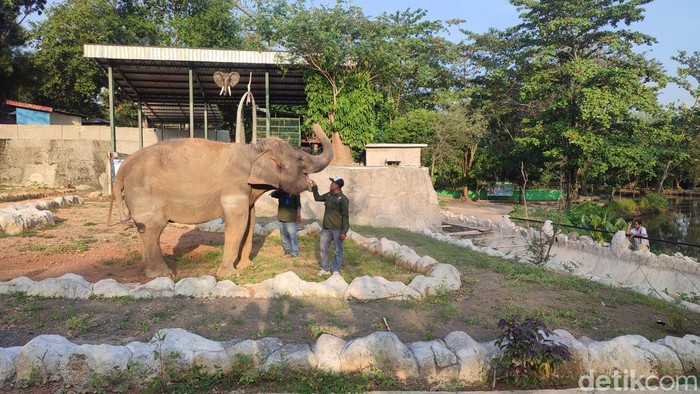 Gajah penghuni baru di Semarang Zoo melakukan atraksi melukis di hadapan pengunjung, Jumat (16/6/2023).