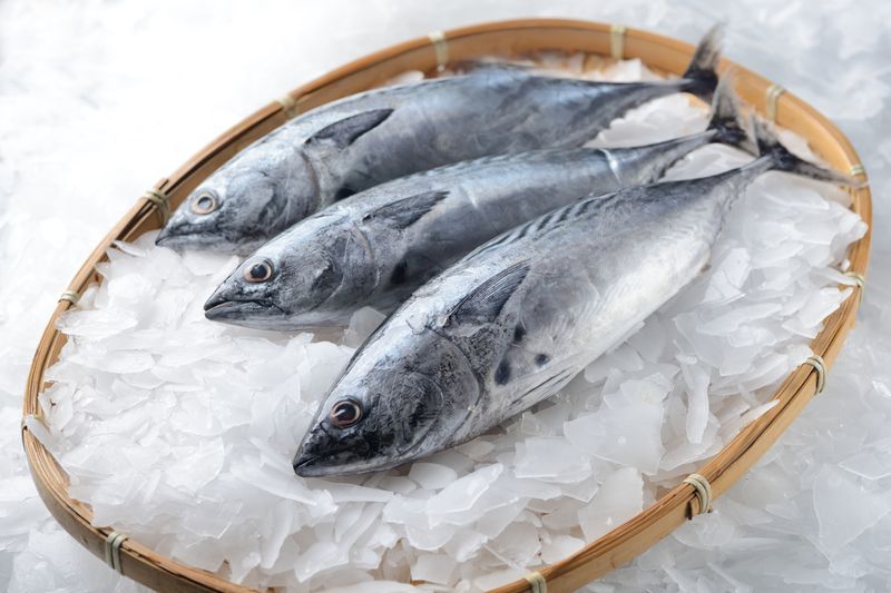 Ikan Tuna