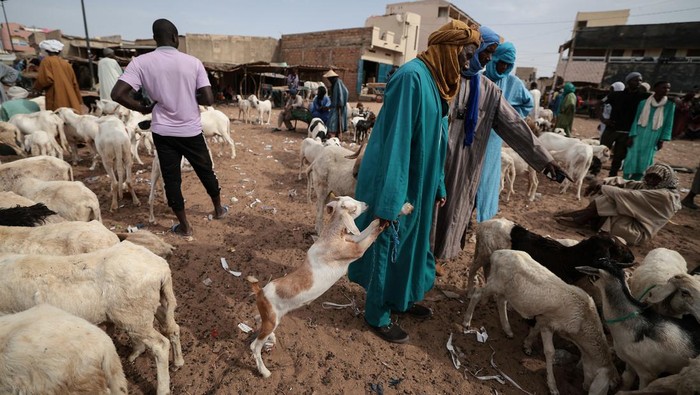 Jelang Idul Adha, pasar hewan ini ramai kegiatan jual beli. Baca artikel detikfinance, A herder sits by sheep and goats that are for sale as he waits for customers two weeks ahead of Eid al-Adha, locally known as Tabaski, at a livestock market in Dahra Djolof, Senegal June 13, 2023. REUTERS/Zohra Bensemra