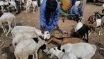 Suasana di Pasar Ternak Senegal Jelang Idul Adha