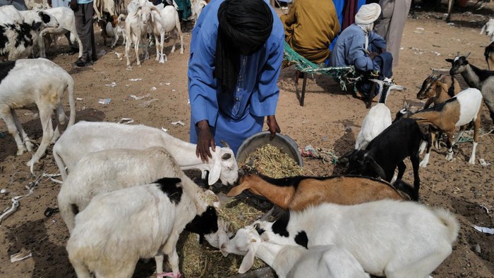 Jelang Idul Adha, pasar hewan ini ramai kegiatan jual beli. Baca artikel detikfinance, A herder sits by sheep and goats that are for sale as he waits for customers two weeks ahead of Eid al-Adha, locally known as Tabaski, at a livestock market in Dahra Djolof, Senegal June 13, 2023. REUTERS/Zohra Bensemra